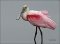 Roseate-Spoonbill;one-animal;close-up;color-image;photography;day;birds;animals-